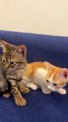 2 brothers just over 2 months old