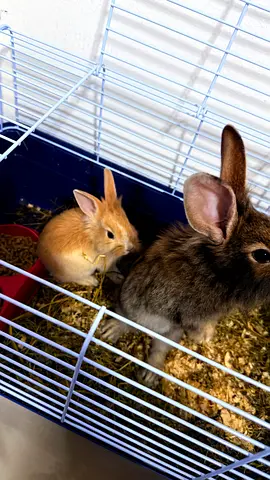 Two young rabbits with cage