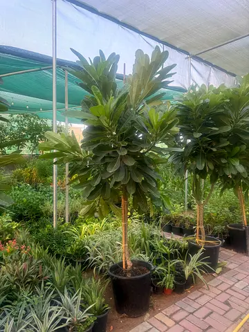 I’m selling plants in doors and outdoor homes delivery free