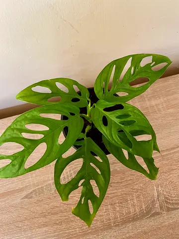 Monstera Adansonii (small)