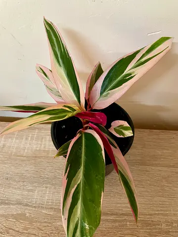 Stromanthe Triostar (small)