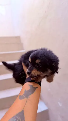 Cute young black malipoo puppy is looking for new home