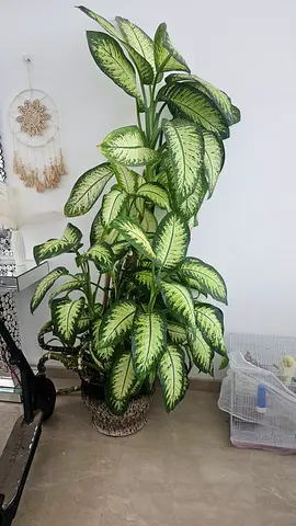 Indoor Plants for sale