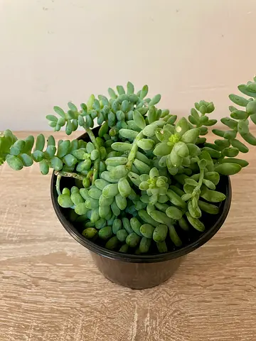 Burro's Tail