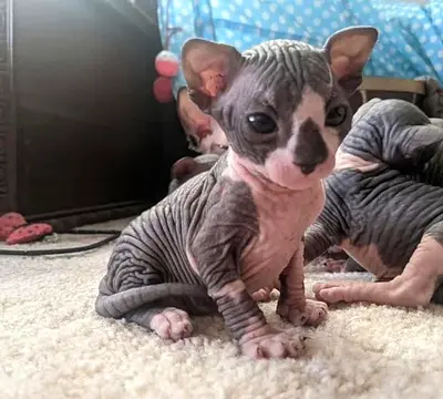 Sphinx kittens