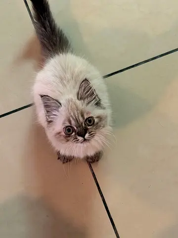 Pure Ragdoll Chocolate Point Kitten