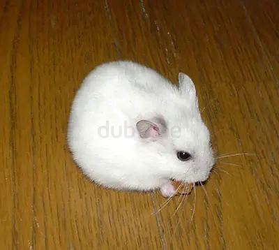 Hamsters Available