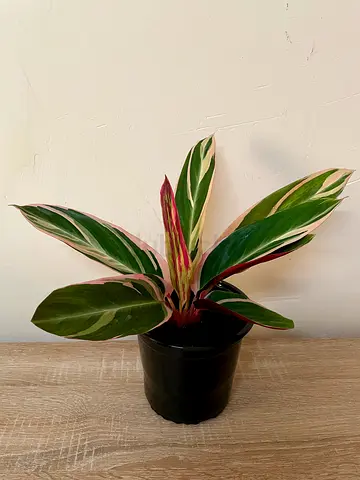Stromanthe Triostar (Medium)