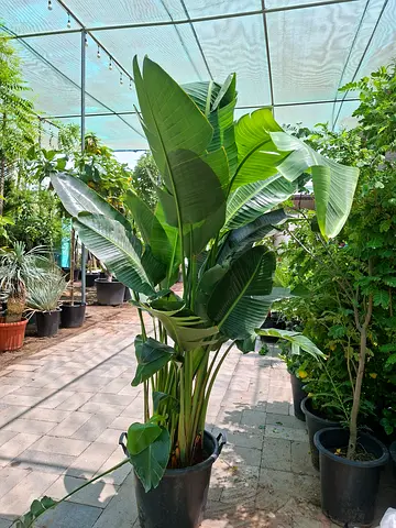 Large potted Bird of Paradise (Strelitzia) - Healthy indoor/outdoor plant