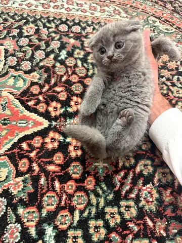 Scottish Fold Lilac - Male Kitten