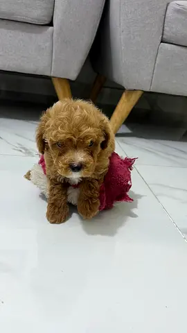 Small brown toy poodle puppy, ready for a caring home