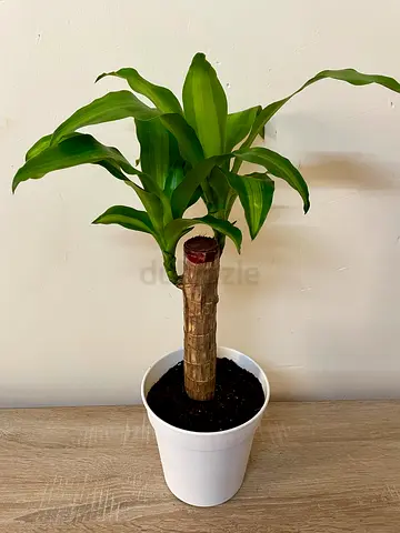 Dracaena fragrans
