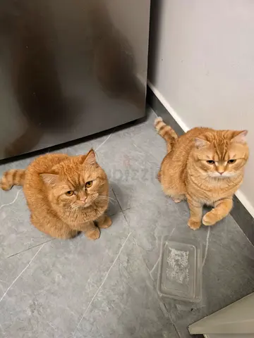 2 Brothers friendly ginger cats - looking for new home