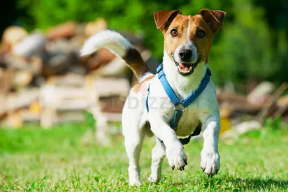 Friendly Jack Russell Terrier looking for a new home