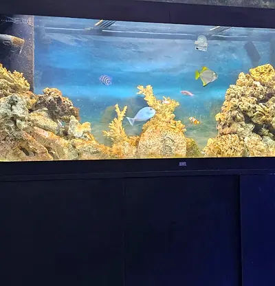 Juwel salt water aquarium for urgent sale