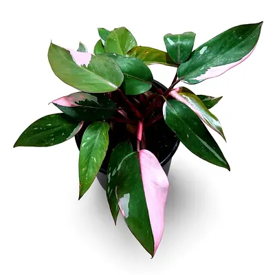 Viva Verda Philodendron Pink Princess Indoor Plant – Philodendron erubescens ‘Pink Princess’