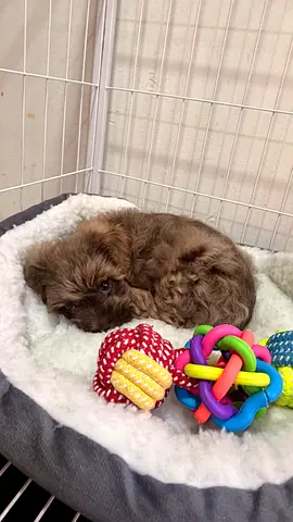 Toy Poodle
• Female
• Brown/
• Playful, cuddly & friendly
• Smart and quick to learn
•8 weeks old