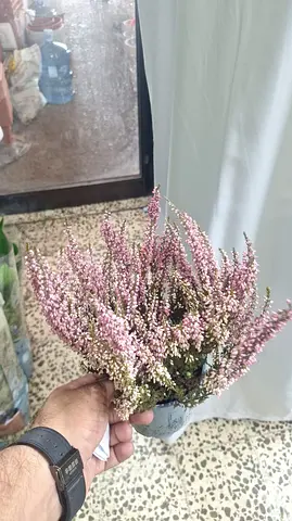 Pink Scotch Heather (Calluna vulgaris) 🌸