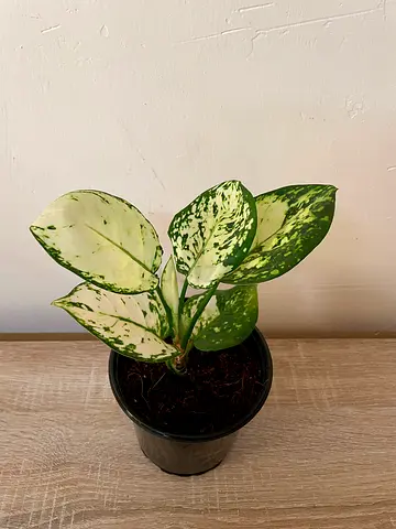 Aglonema