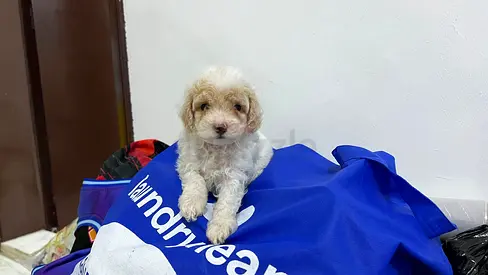 Small fluffy white-brown poodle puppy is ready for a new home