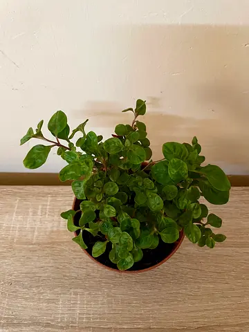 Watercress