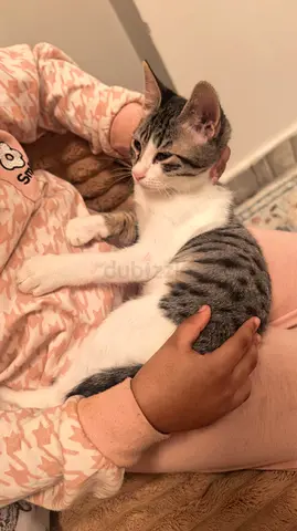 Friendly young kittens looking for a new home