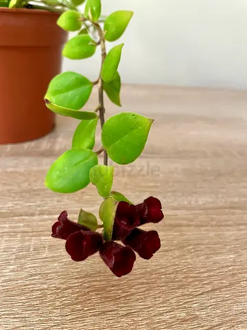 Red Lipstick Plant