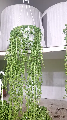 String of Pearls Holland