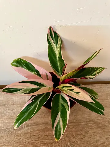 Stromanthe Triostar