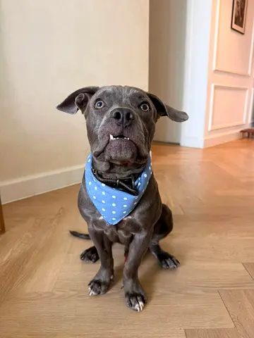 Friendly young American Staffordshire terrier available for adoption — loving and playful