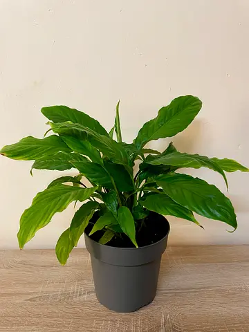 Peace lily