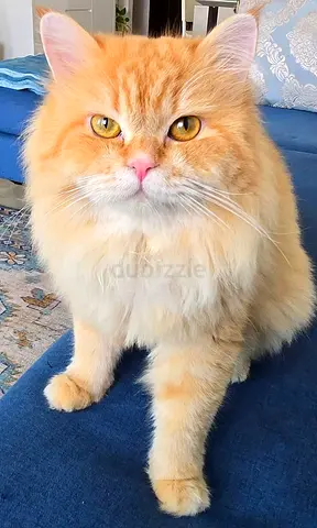Male cat for free adoption