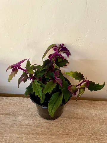 Gynura Purple Plant