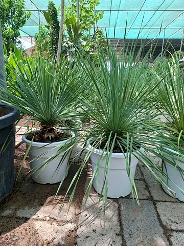 Yucca rosrata