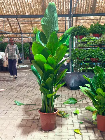 Large Indoor Bird of Paradise (Strelitzia) Potted Plant - Healthy, Tall