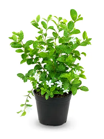 Viva Verda Wrightia Milkyway Outdoor Plant UAE | Thailand