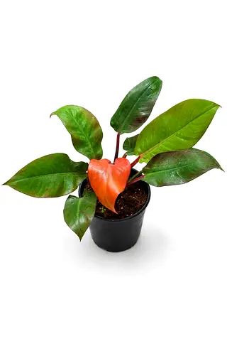 Viva Verda Philodendron Orange Princess Indoor Plant UAE