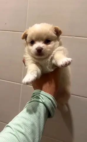 Cute small white pomarenian puppy looking for a home