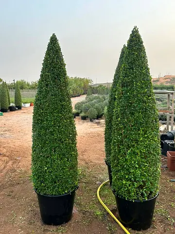 I’m selling plants in doors and outdoor homes delivery with fixing