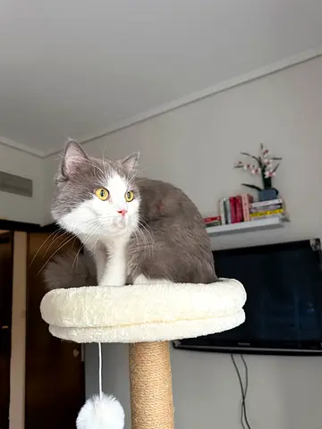 Friendly adult male cat looking for a new home