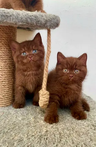 British shorthair kittens
