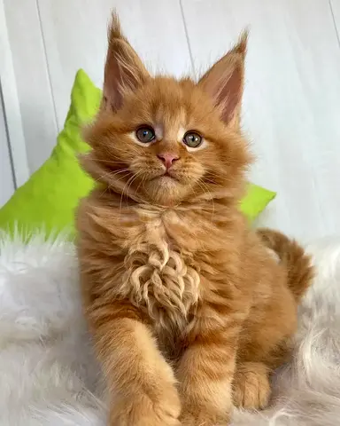 Pure breed mainecoon available
