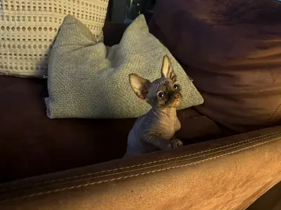 Cute sphynx girl kitten
