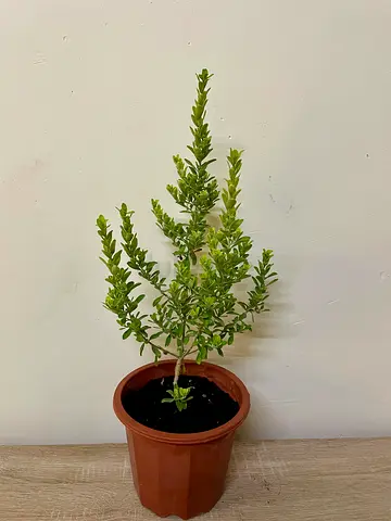 Texas Sage