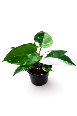 Philodendron White Princess | Live Indoor Plant UAE | Viva Verda