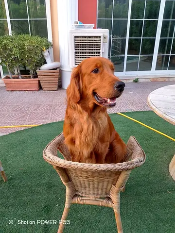 Pets