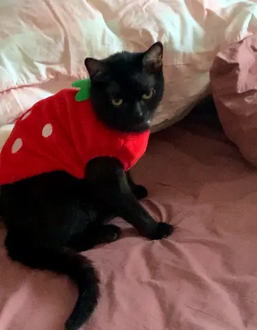 Friendly black cat available for adoption