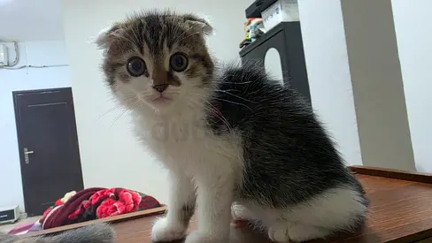 Adorable Scottish Fold Kitten — Friendly, 4 Months Old