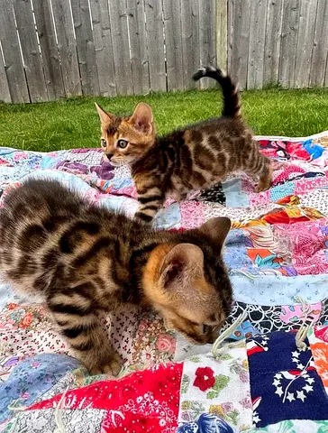 Bengal kittens