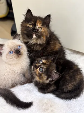 🐾 Adorable Kittens Looking for Loving Homes 🐾
